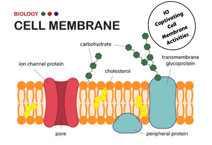 Cell membrane in a cell easy drawing