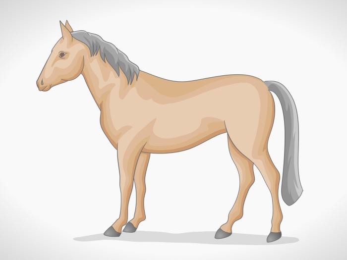 Easy trace drawing of a horse