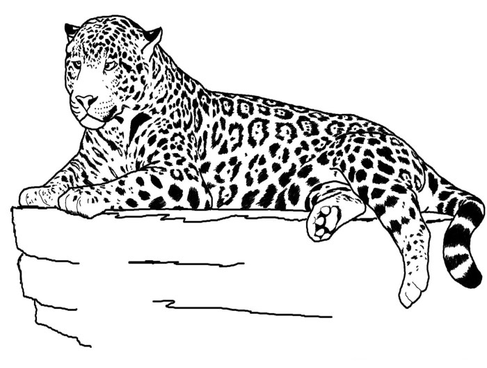 Animal alphabet jaguar coloring pages printable