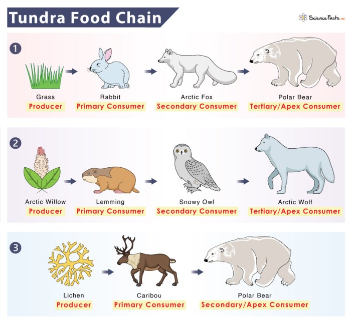 Tundra easy drawing animals