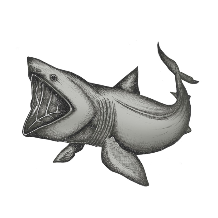 Bass shark drawing easy