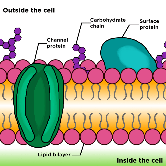 Cell membrane in a cell easy drawing