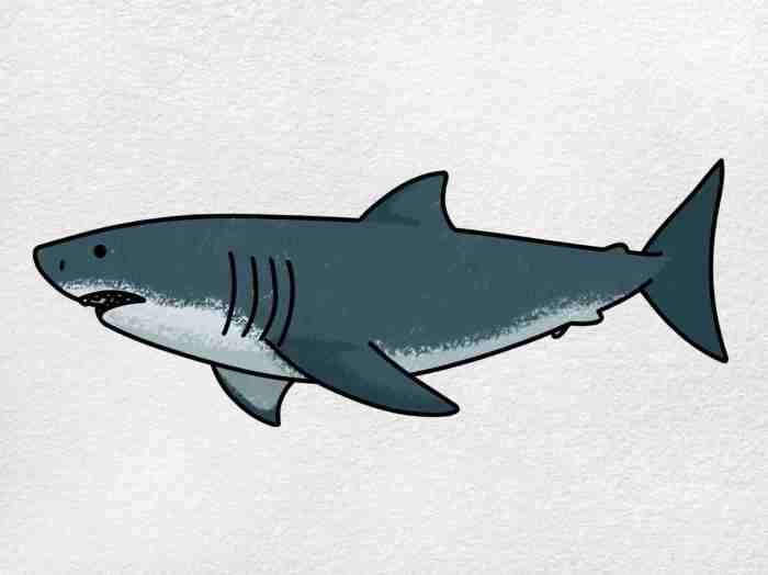 Bass shark drawing easy