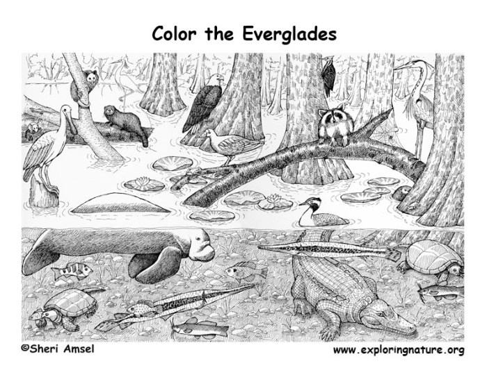 Everglades animal coloring pages