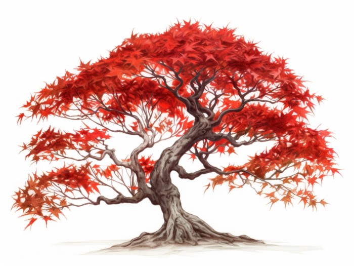 Japanese maple drawing easy