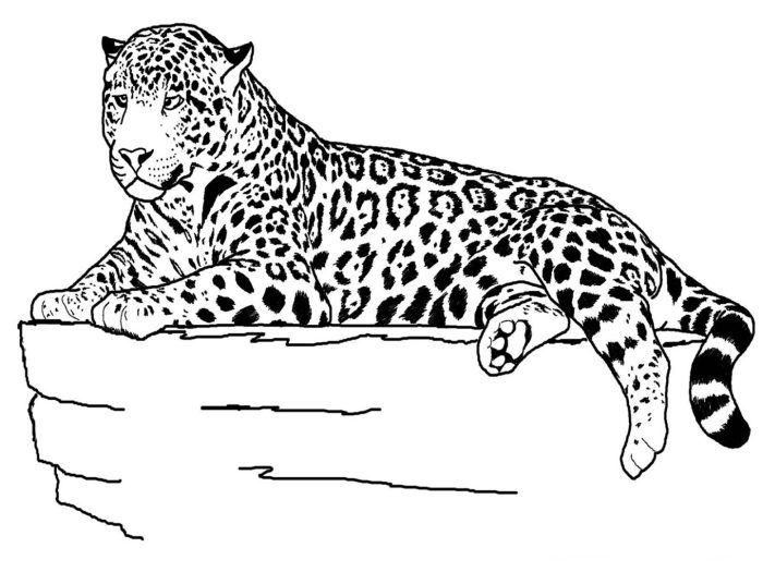 Animal coloring pages p