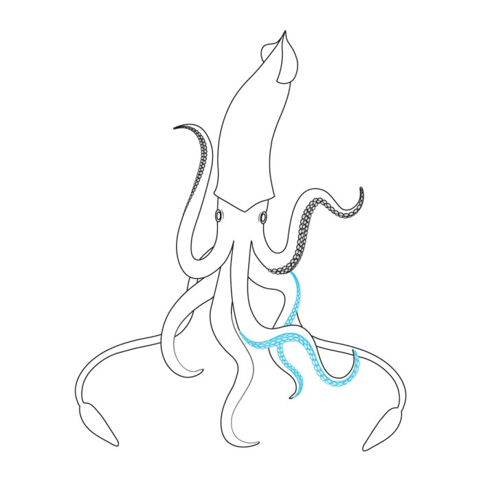 Squid