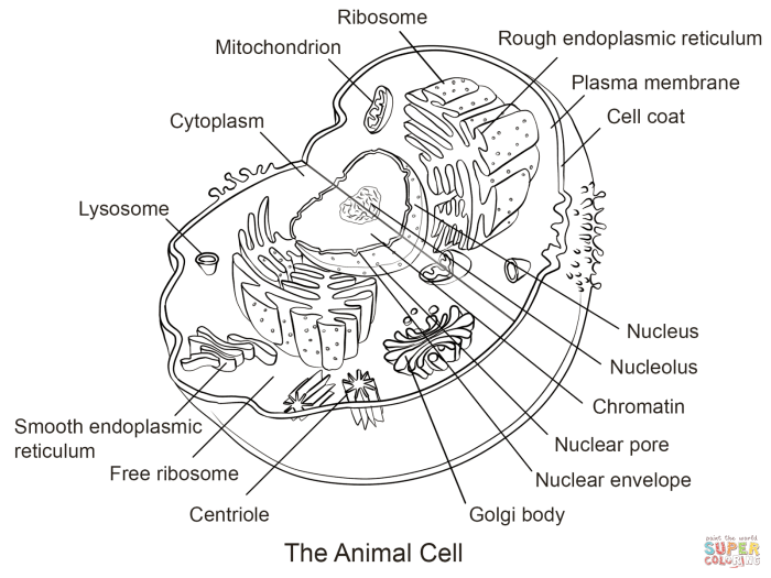 Animal cell coloring page.jpg